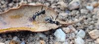 Aphaenogaster senilis
