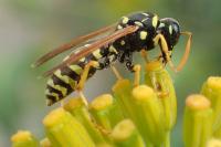 Polistes gallicus