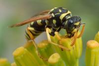 Polistes gallicus