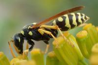 Polistes gallicus