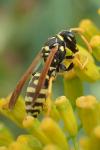 Polistes gallicus