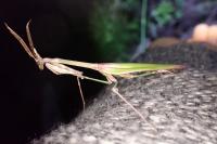 Empusa pennata