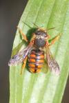 Rhodanthidium siculum