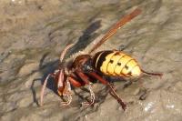 Vespa crabro