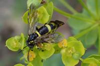 Zonuledo amoena