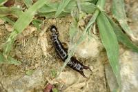 Euborellia moesta