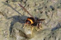 Vespa velutina nigrithorax