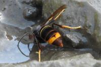 Vespa velutina nigrithorax