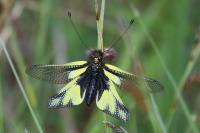 Libelloides coccajus