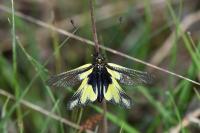 Libelloides coccajus