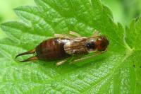 Forficula auricularia