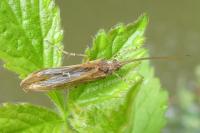 Glyphotaelius pellucidus