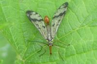Panorpa vulgaris