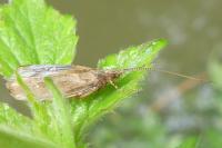 Glyphotaelius pellucidus