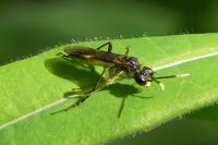 Tenthredo solitaria