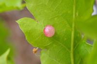 Cynips quercusfolii