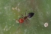 Crematogaster scutellaris