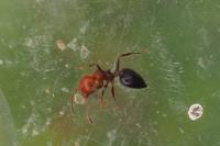 Crematogaster scutellaris