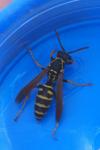 Polistes nimpha