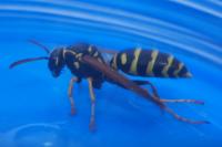 Polistes nimpha