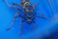 Polistes nimpha