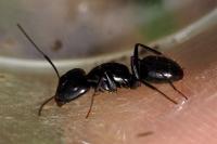 Camponotus
