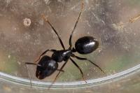Camponotus