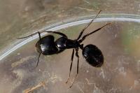Camponotus