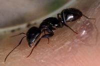 Camponotus