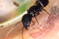 Camponotus
