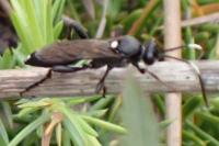 Ichneumon inquinatus