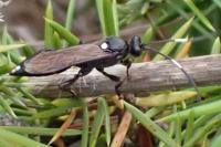 Ichneumon inquinatus