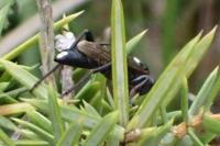 Ichneumon inquinatus