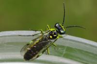 Tenthredo