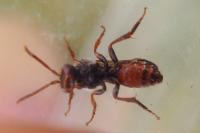 Nomada