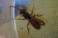 Nomada