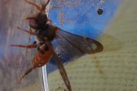 Nomada