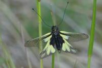 Libelloides coccajus