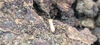 Reticulitermes lucifugus corsicus
