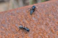 Campodorus variegatus