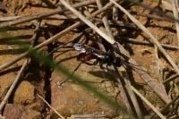Priocnemis