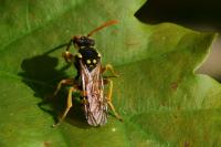 Nomada
