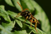 Nomada