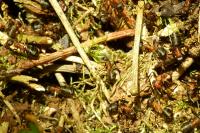 Formica rufa