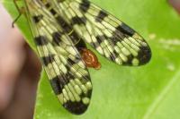 Panorpa vulgaris