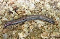 Ommatoiulus sabulosus