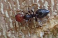 Crematogaster scutellaris