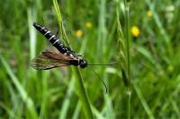 Calameuta filiformis