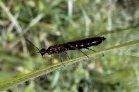 Calameuta filiformis