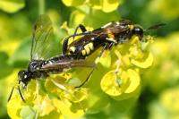 Macrophya montana